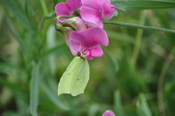 Zitronenfalter auf rosa Blüte und grüne Blätter im Hintergrund © HansPeterK
