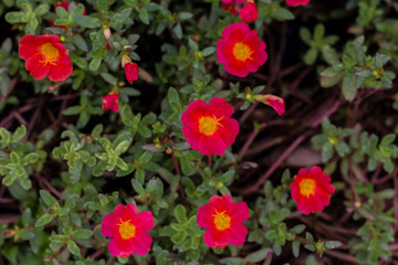 Flowers, common purslane