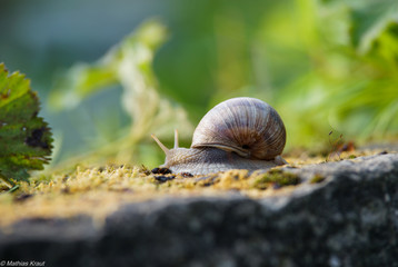 Schnecke