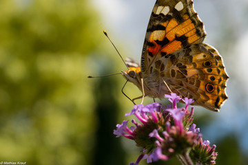 Schmetterling