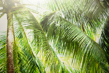 Sunlight over green palm leaves