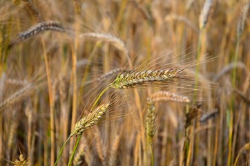 Żniwa czas zacząć! © Pio Si