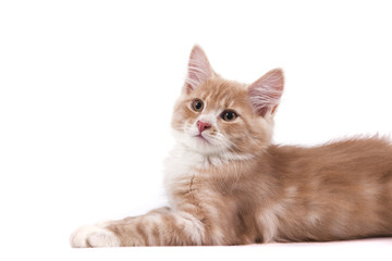 Siberian kitten on white background. Cat lying.