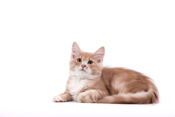 Siberian kitten on white background. Cat lying.