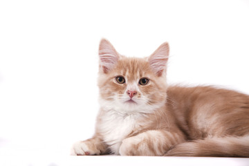 Siberian kitten on white background. Cat lying.