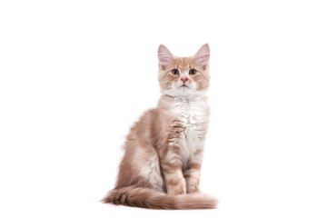 Siberian kitten on white background. Cat sitting.