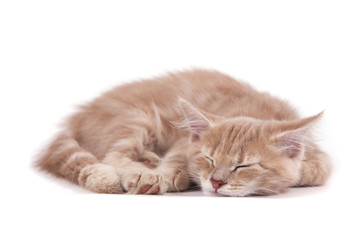 Obraz premium Siberian kitten on white background. Cat sleeps.