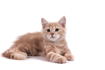Siberian kitten on white background. Cat lying.