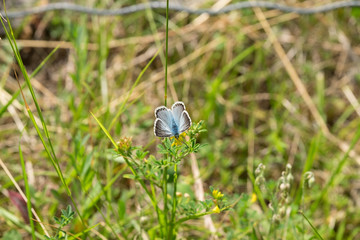 Bläulicher Schmetterling auf Gelber Blüte © anotherworld