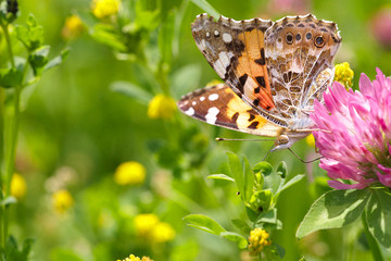 Schmetterling