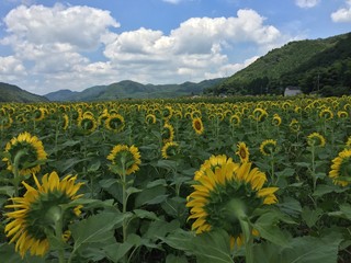 ひまわりの後ろ姿