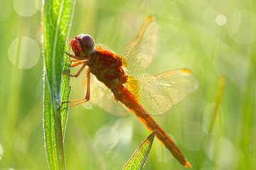 Blutrote Heidelibelle