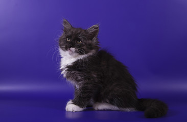 Fototapeta na wymiar Small Siberian kitten on blue violet background. Cat sitting.