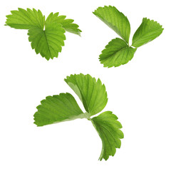 Strawberry leaves, isolated on white