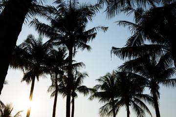 Fototapeta na wymiar silhouette coconut trees