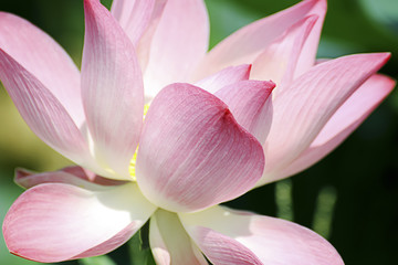 Fototapeta na wymiar Thai pink lotus.