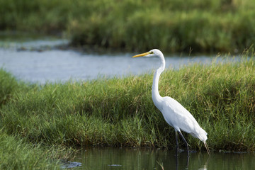 Great egret in Pottuvil, Sri Lanka