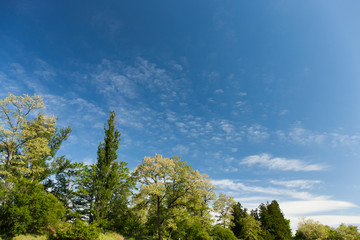 新緑と青空