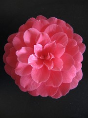 rosa Kamelie