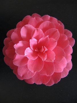 rosa Kamelie