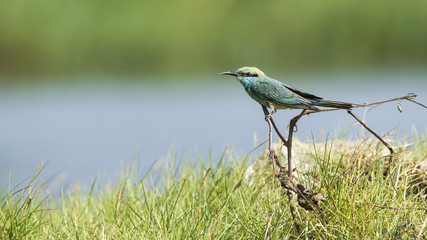 Green bee-eater in Pottuvil, Sri Lanka