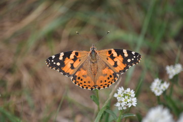 Distelfalter (Vanessa cardui) auf weißen Blüten und grüne Blätter im HIntergrund