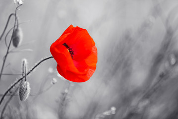 Red poppy flower for Remembrance Day / Sunday