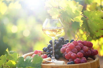 Wineglass and grape on wooden barrel on grape plantation background