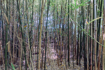 Bamboo forrest with young trees at Dutch plantation