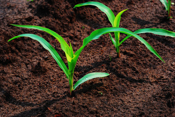 Young corn plants in the field