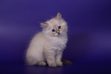 Small Siberian Neva Masquerade kitten on blue purple background. Cat sitting.