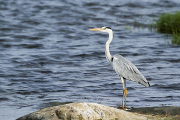 Grey heron in Pottuvil, Sri Lanka