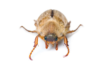 June beetle isolated on white