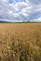  Wheat field against a blue cloudy sky