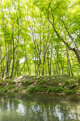 Obraz premium 新緑の渓流と森