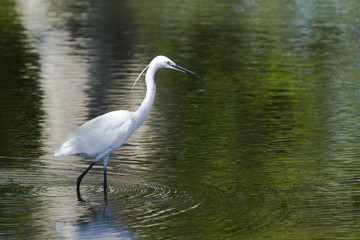 Little egret in Pottuvil, Sri Lanka