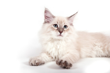 Fototapeta premium Small Siberian Neva Masquerade kitten on blue purple background. Cat sitting.