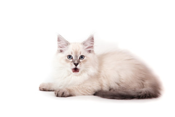 Small Siberian Neva Masquerade kitten on blue purple background. Cat sitting.