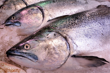 Yellowtail amberjack Kingfish on display in fish market