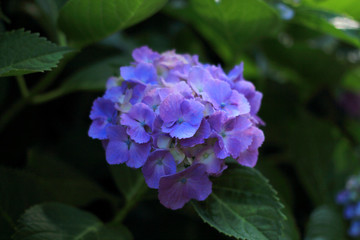 Fototapeta premium 紫陽花