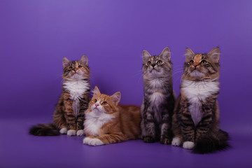Fototapeta na wymiar Four Siberian kittens on lilac violet background. Cats sitting.