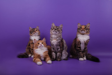 Fototapeta na wymiar Four Siberian kittens on lilac violet background. Cats sitting.