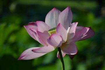 Fototapeta premium ハス