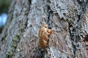 Obraz premium セミ