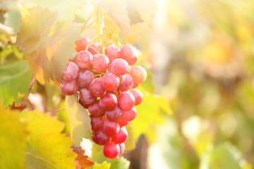 Bunches of ripe grape on plantation closeup