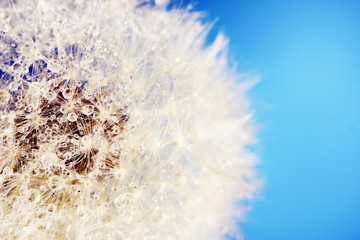 Beautiful dandelion with seeds, close-up