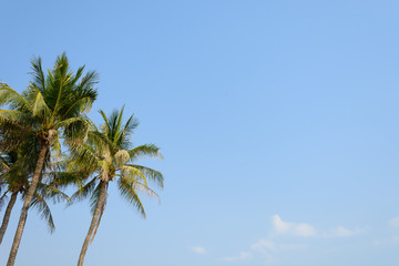 coconut tree on blue sky background