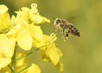 Honeybee flying