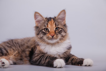 Siberian cat on grey background. Cat lying.