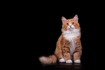Naklejka premium Siberian cat on black background. Cat sitting.